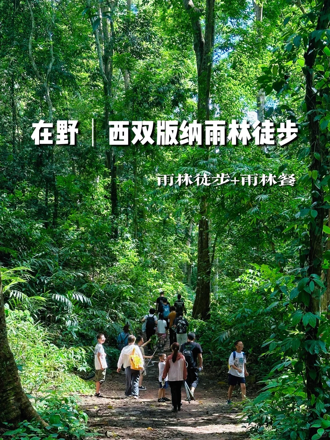 到版纳曼么雨林穿越徒步❗️几千公里没白飞_1_小侠游云南_西双版纳-森林-来自52tours 我爱旅游网